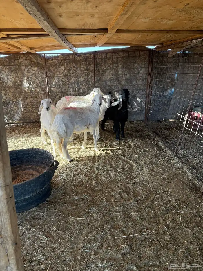 للبيع رخال السوم 1150 ريال الصامل يتصل 3