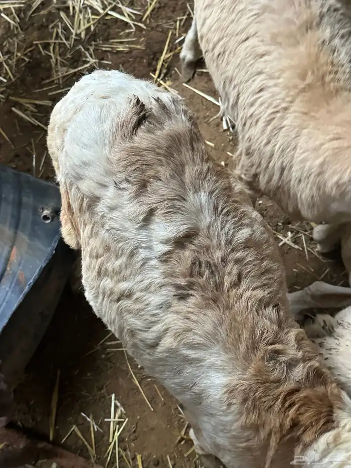 رفيديات جذعان مرآبي 9