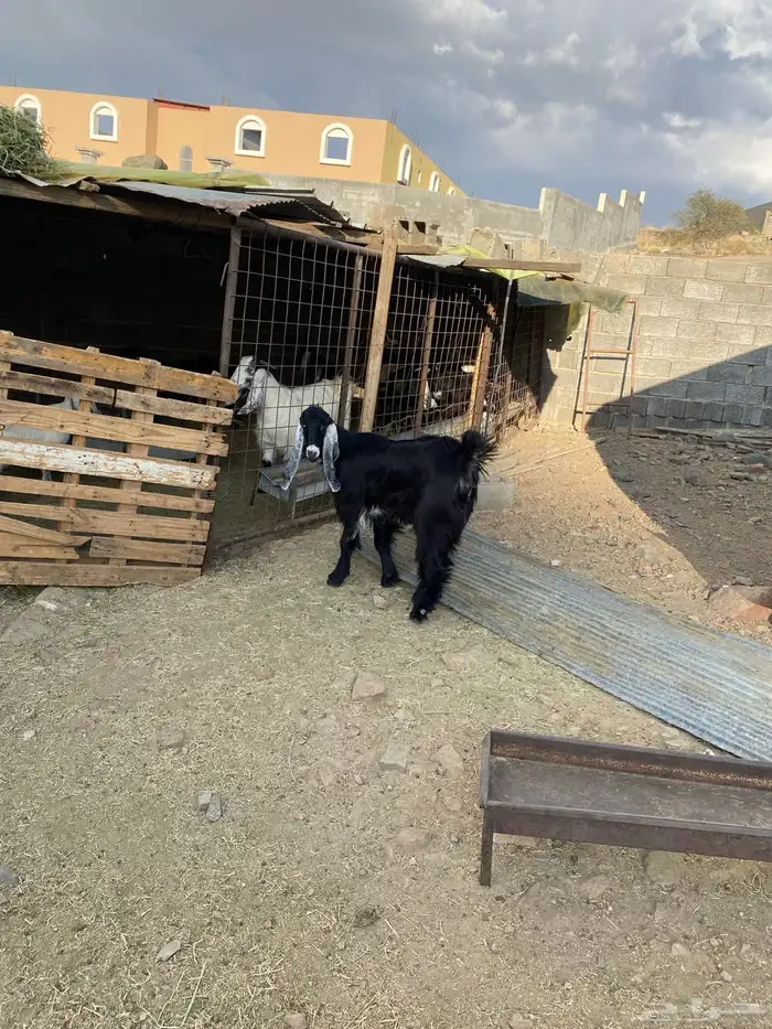 للبيع جفرة عارضيه 5