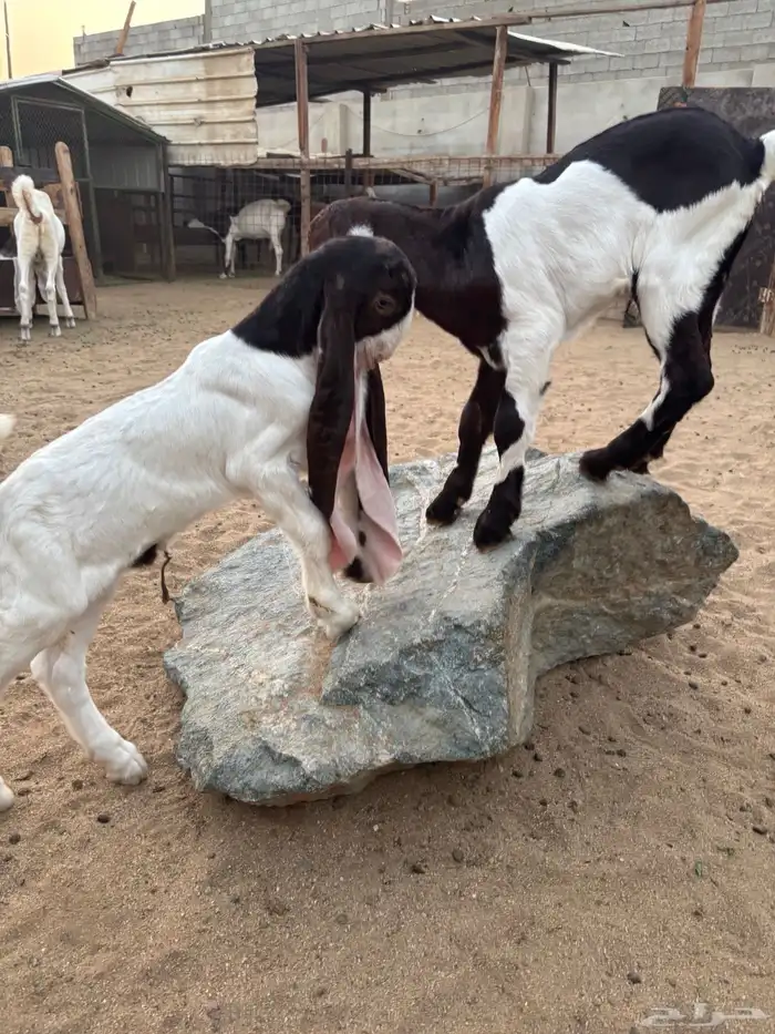 تيسين حجازي فزاخر 0