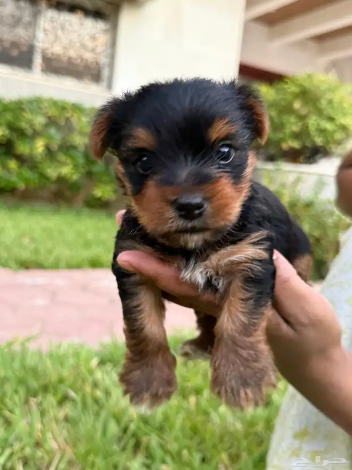 كلب للبيع بجده 1