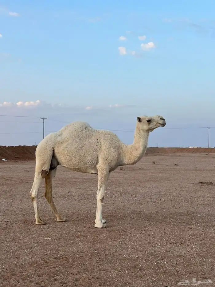 ناقه خفوت وضحا 0