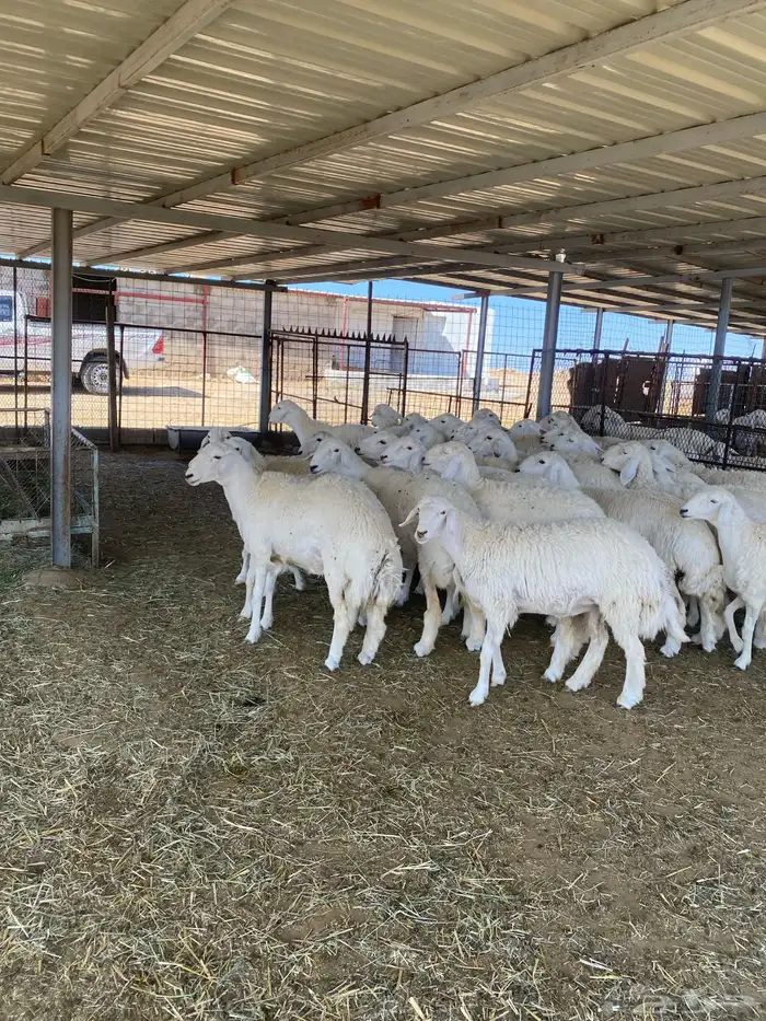 ( رخال جذعات دفيع مشروطة ) 7