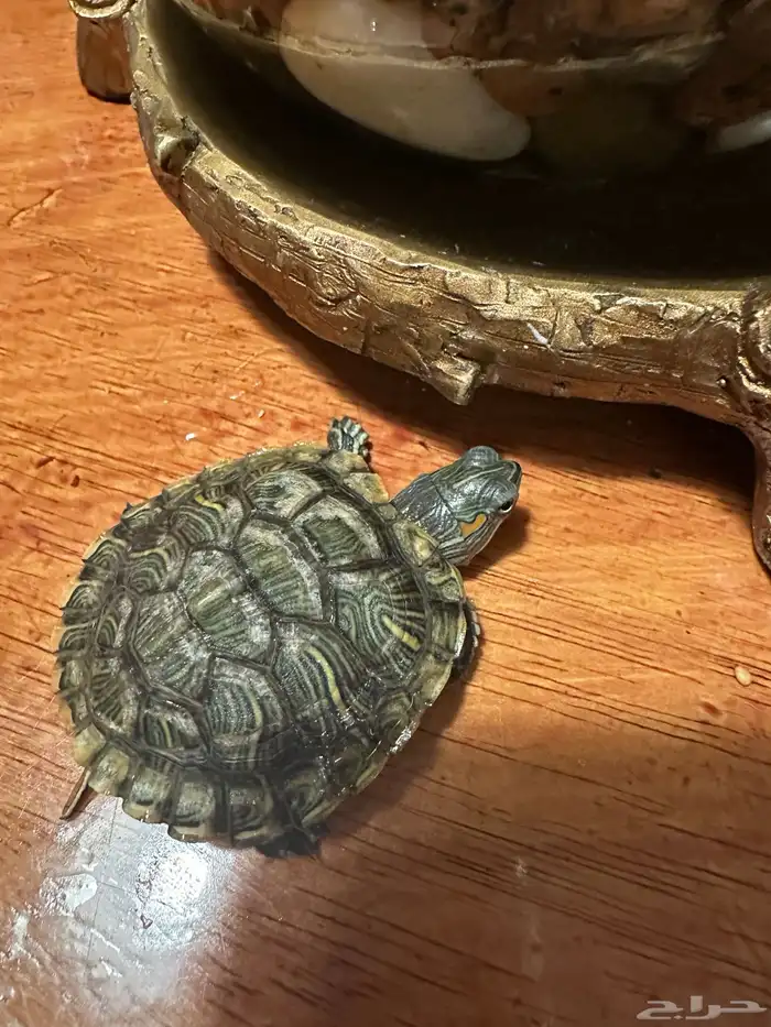 سلحفاه برمائيه للبيع 0