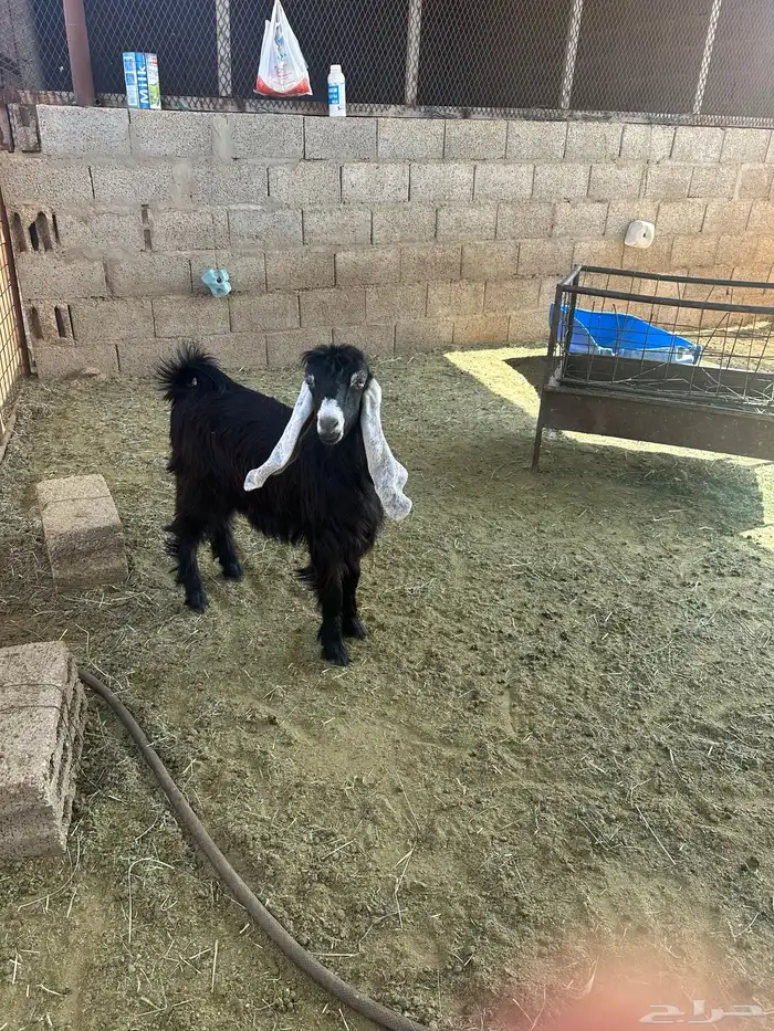 عناق عارضي 3