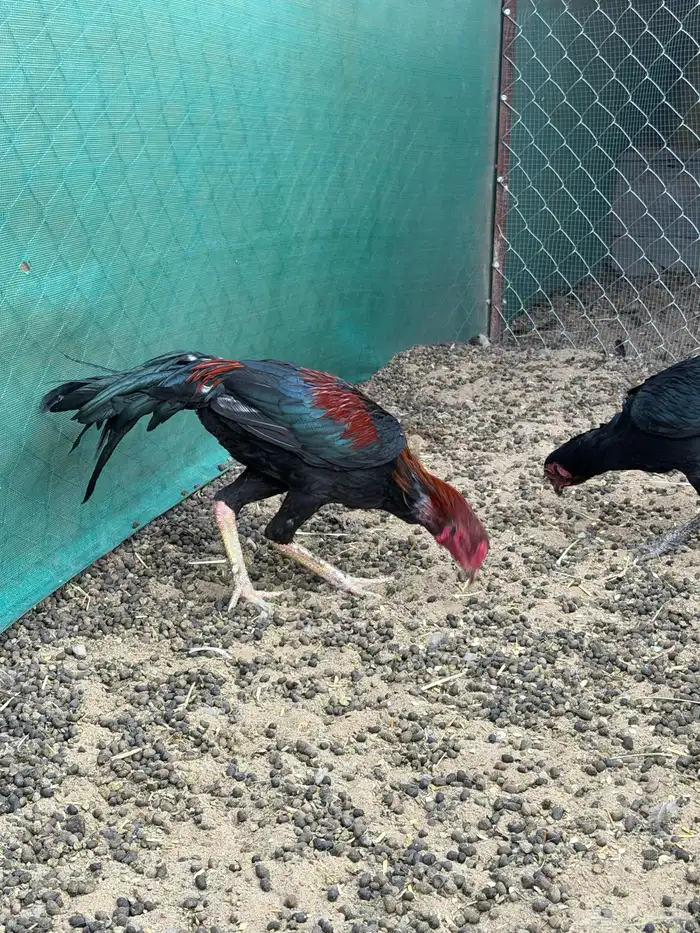 دجاج باكستاني سندي بيور 4