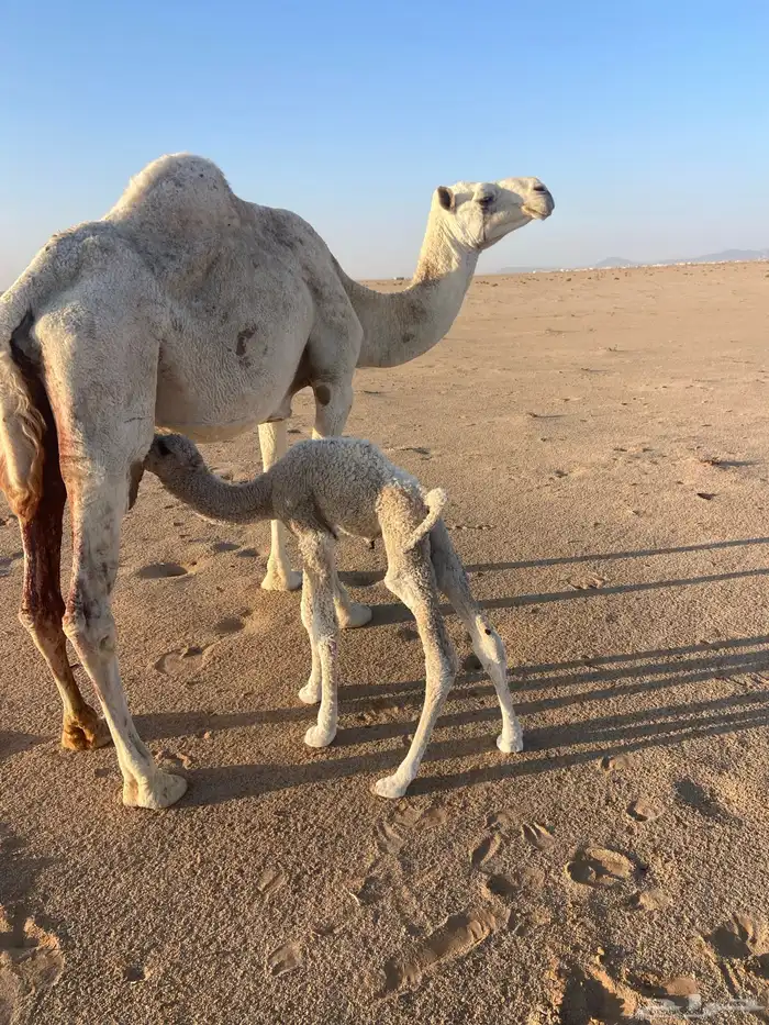 خلفه وضحاء 3