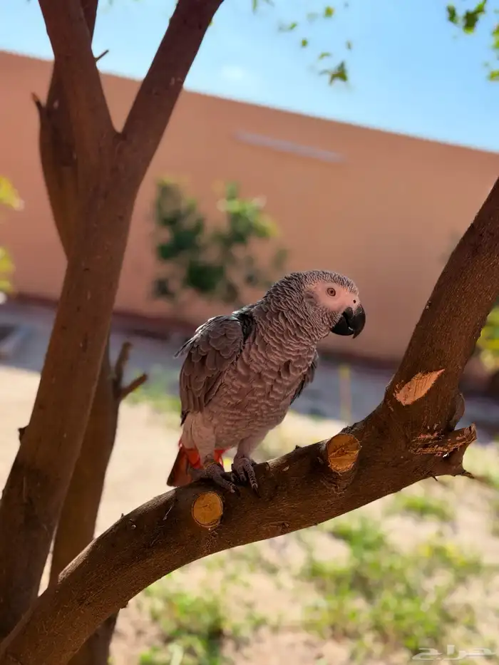 كاسكو سنه وست اشهر 0