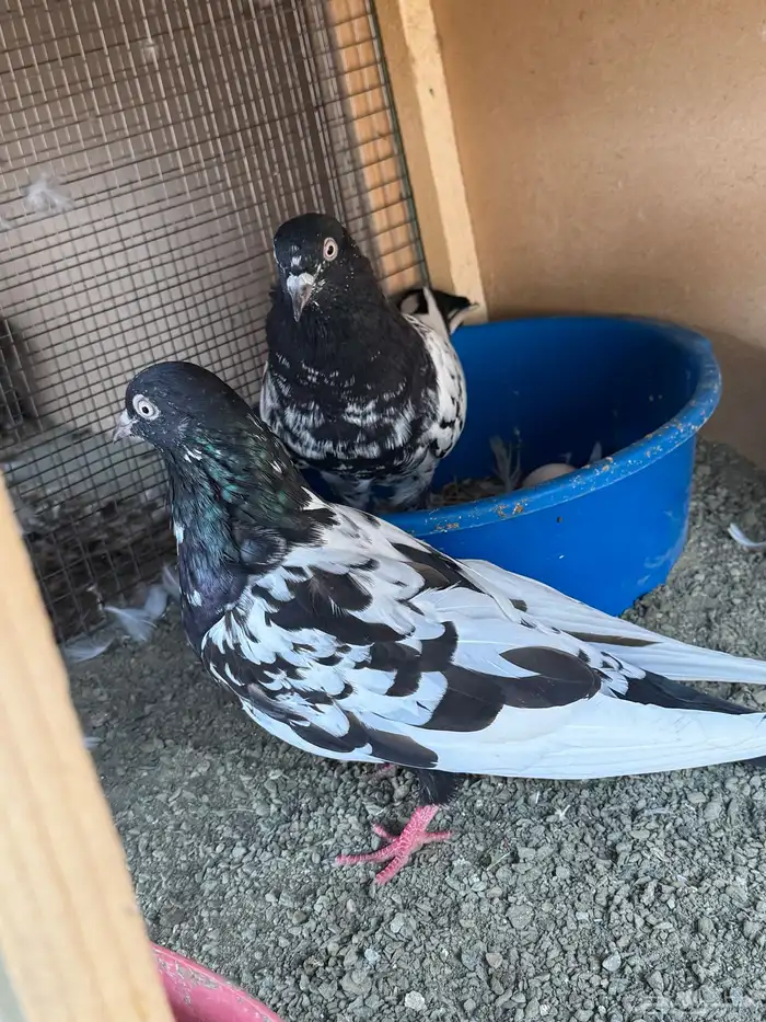 حمام باكستاني رام 1