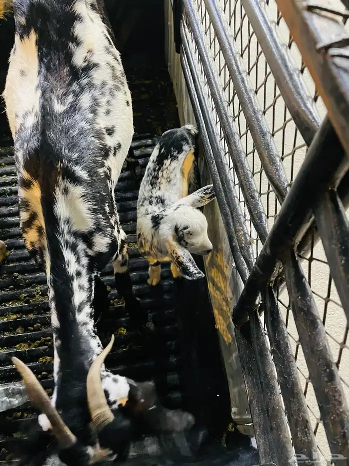 عنز تحتها عناق 2