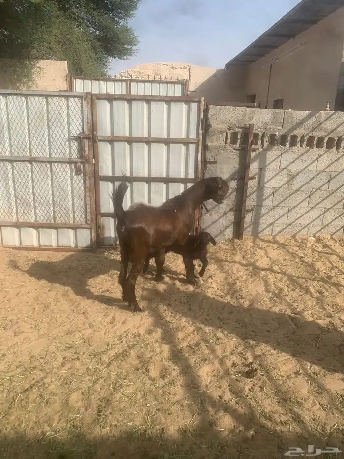 سوق المواشي الاحساء 5