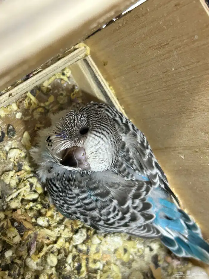 للبيع فرخ غر بادجي 0