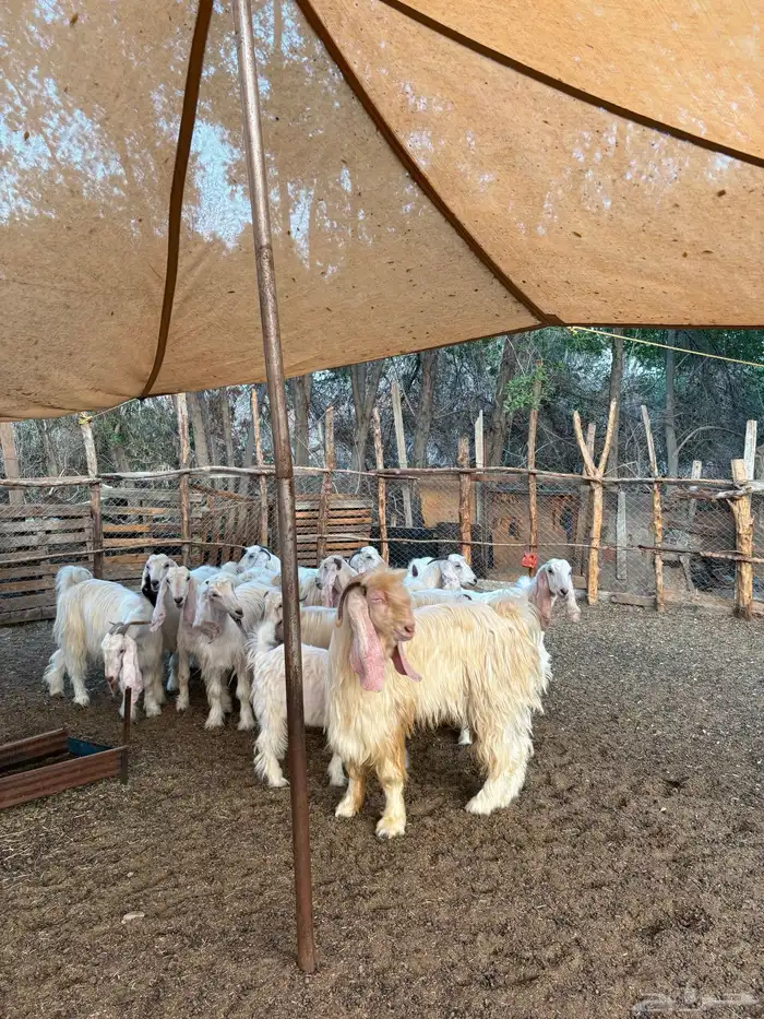 معزا عوارض بيض صنف 4