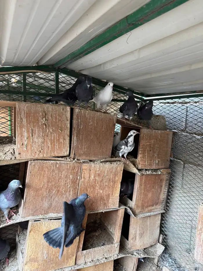 حمام قطايف 0