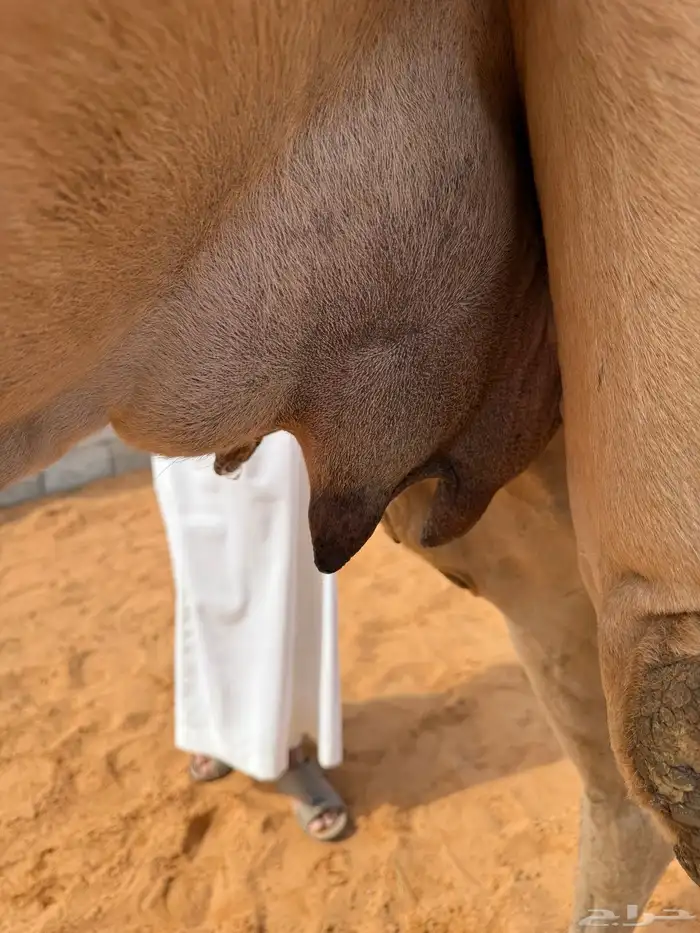 خلفه مصغر شعلا 4