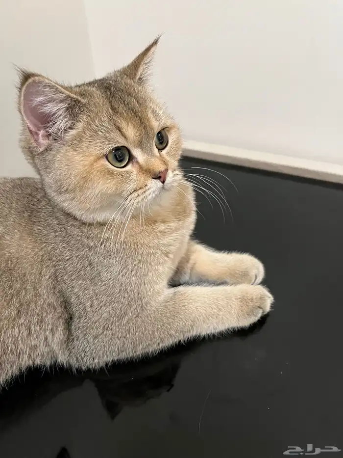 سكوتش ستريت بيور قولد 1