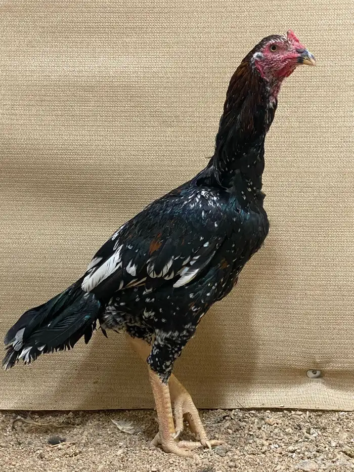 دجاج سندي نسل غبشان 0