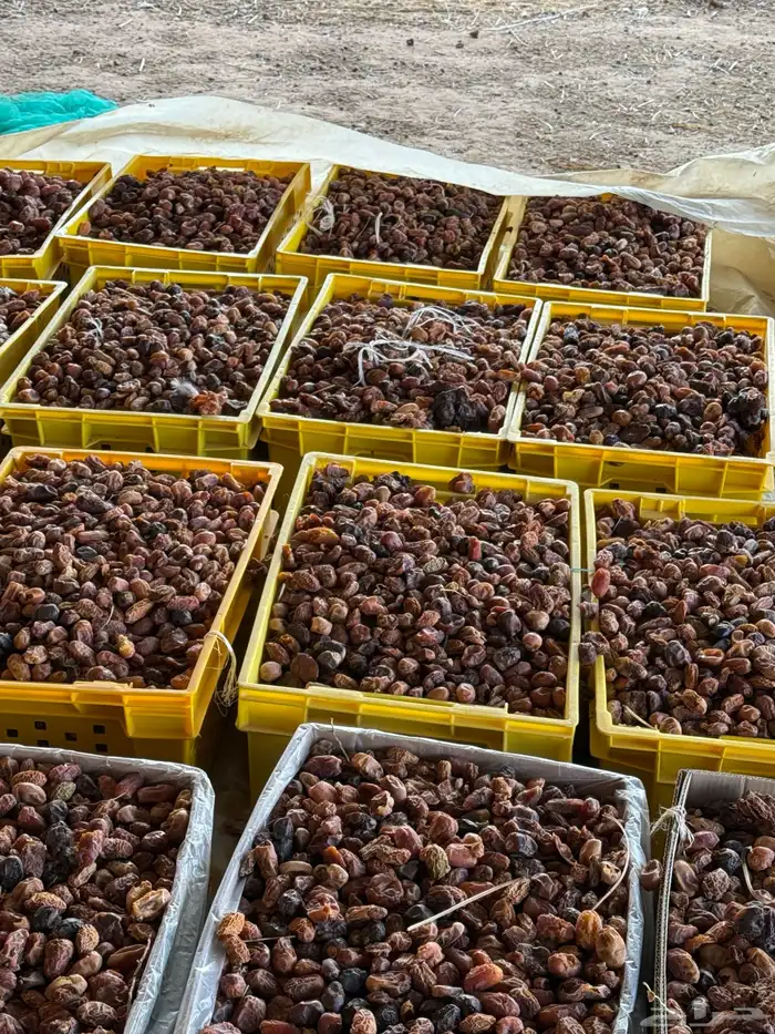 تمر ناشف علف مواشي 1