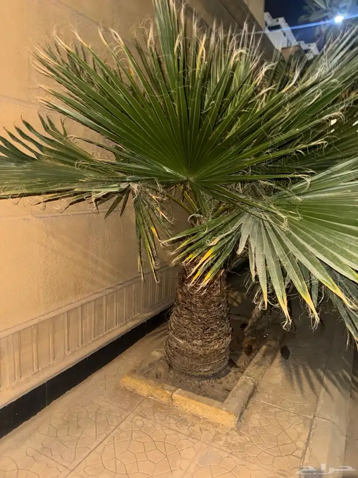 نخل واشنطني نخلات 6 0