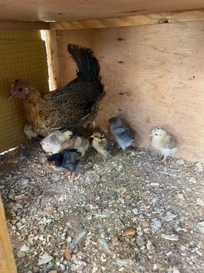 دجاج للبيع 0