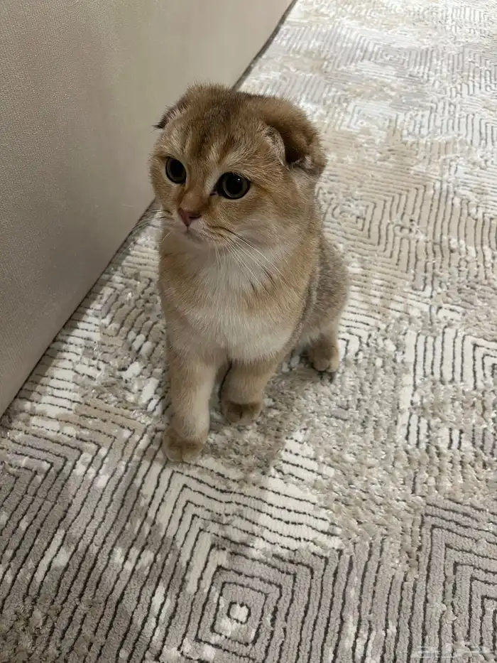 قط سكوتش فولد قولد 3