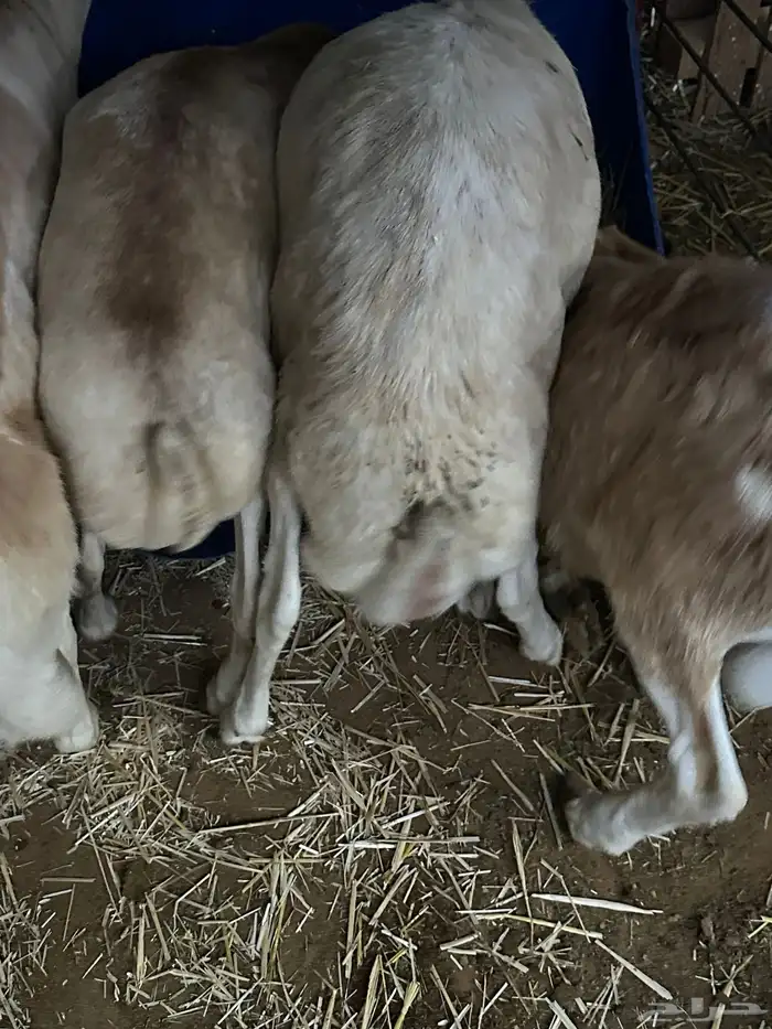 برابر ورفيديات مرابي 29