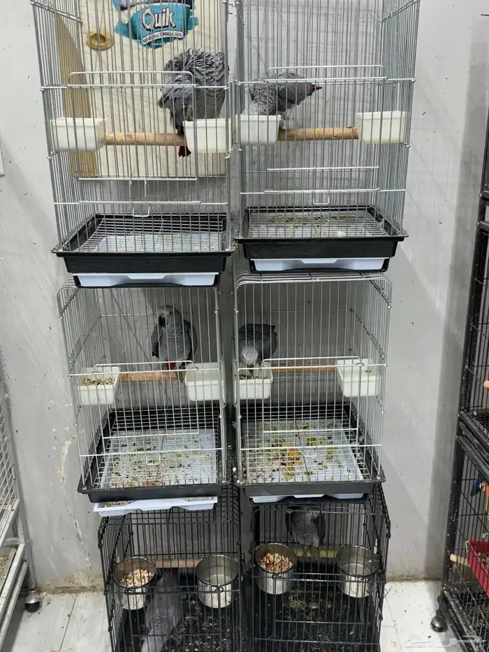 فروخ كاسكو جملة 0