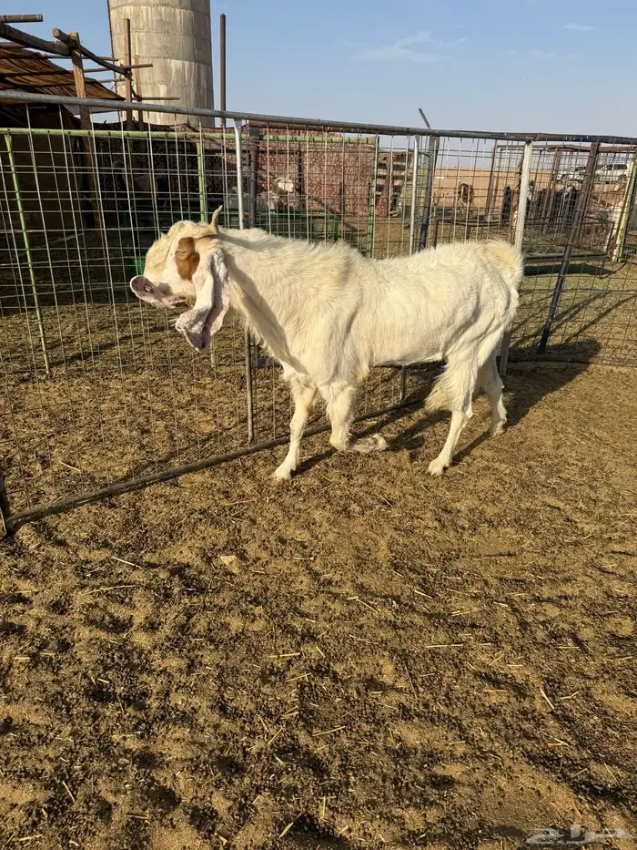 للبيع تيس هولندي 2