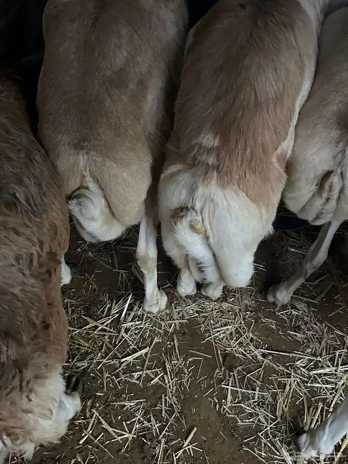 رفيد جذعان مرابي طب وتخير 83