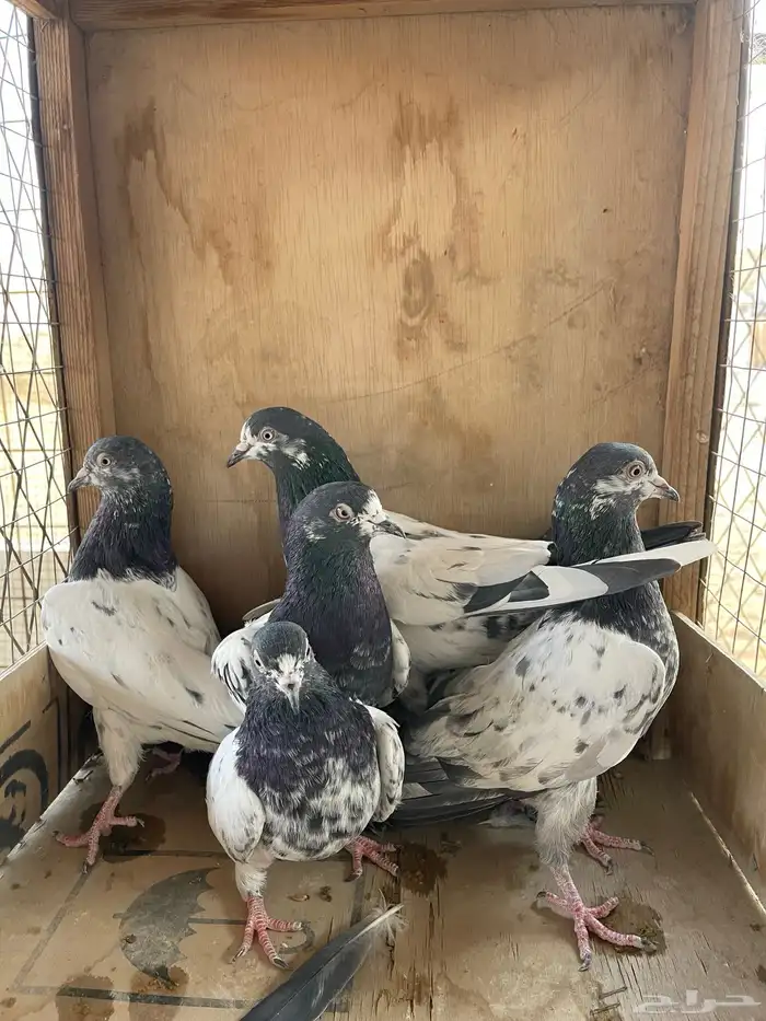 البيع حمام باكستاني تيدي ستة حبات فرايد 2