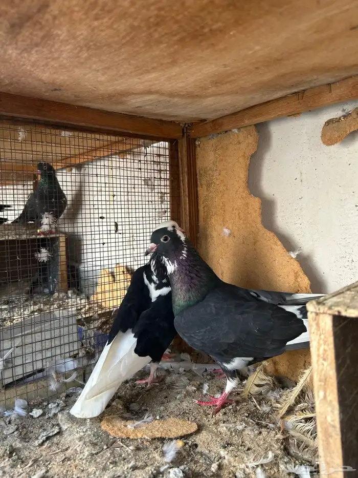 حمام غامدي قلابي 7