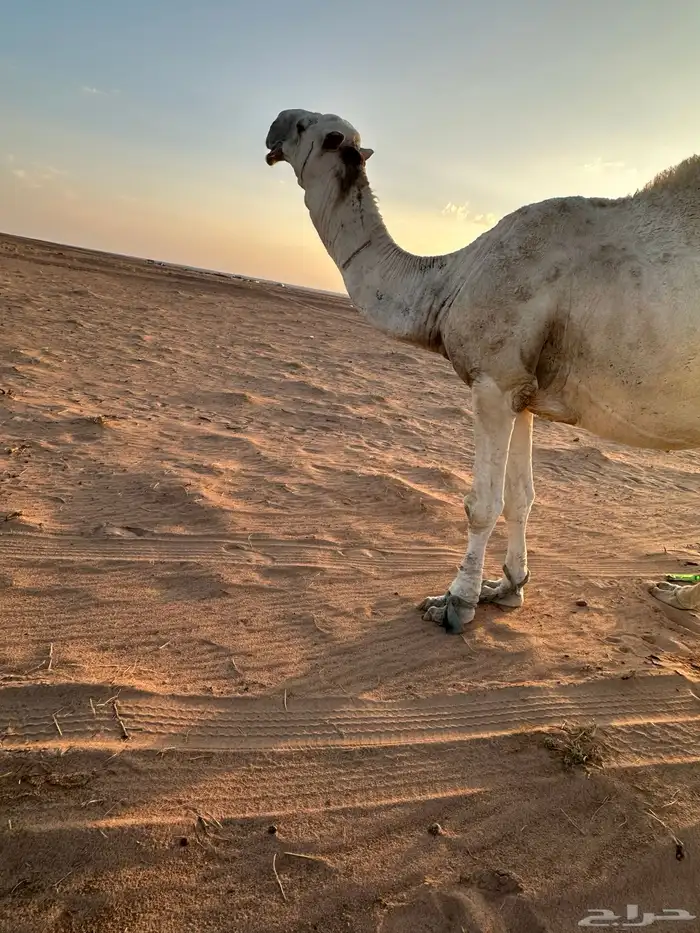 بعير رماني 1