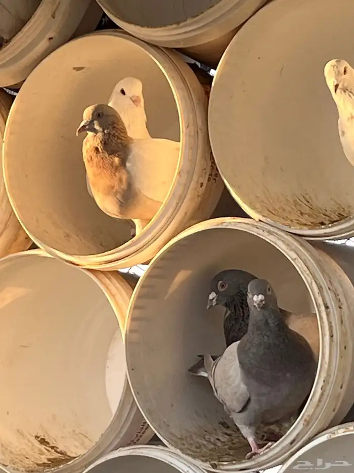 حمام توه متوالف وجوزين مبيضات والباقي يعشش 4