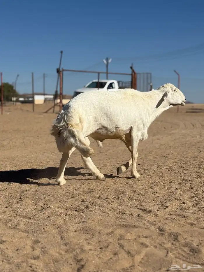 فحل صنف صنف 1