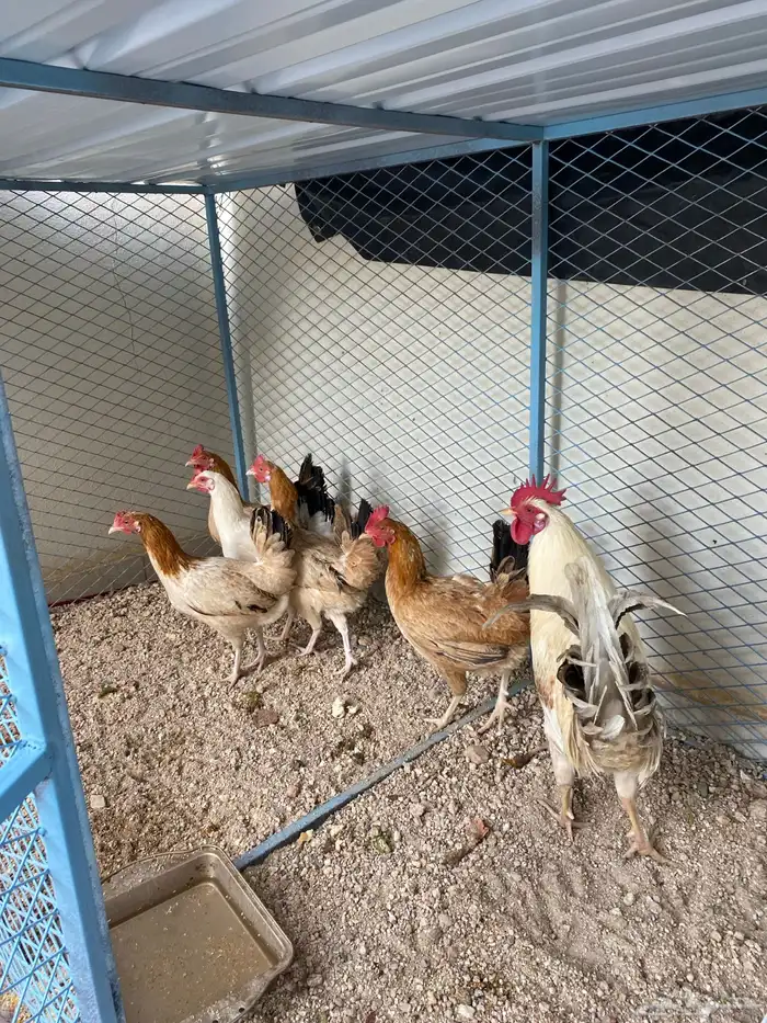 دجاج حضان وديك 0