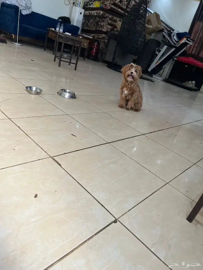 كلاب مالتيز 2