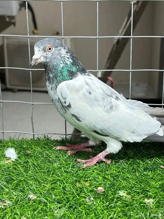 حمام باكستاني بتيرا وكمنقر 7