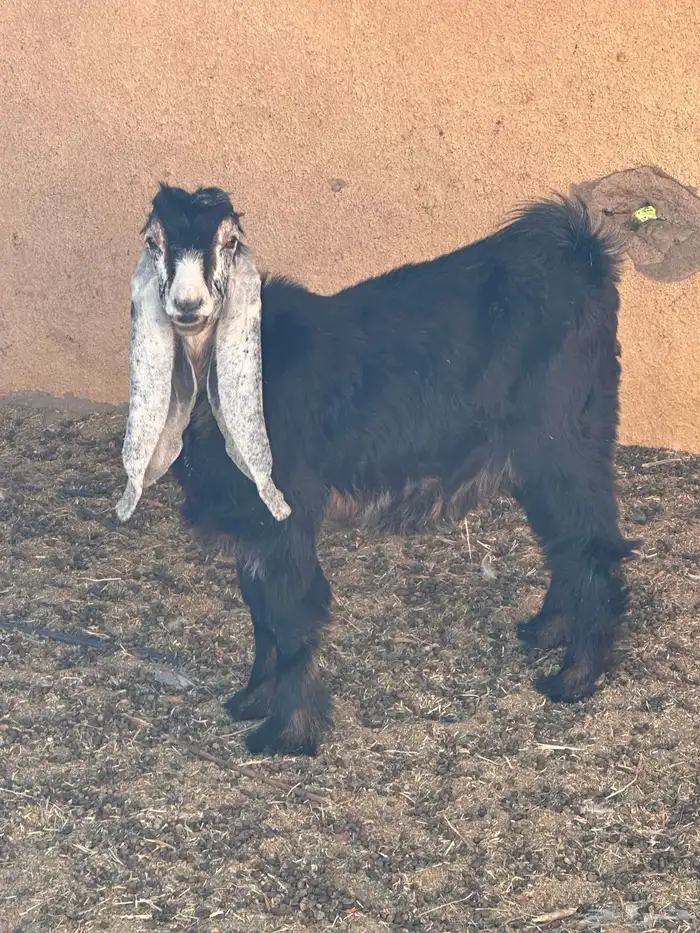 جفره عارضيه للبيع 2