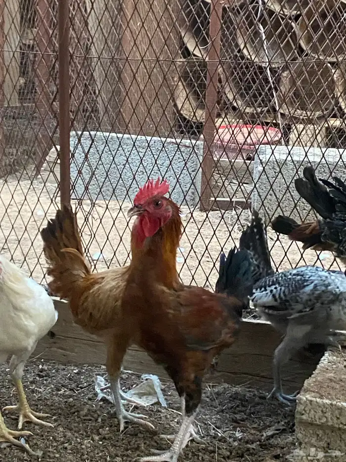 ديوك هجين وبلدي وفيومي 7