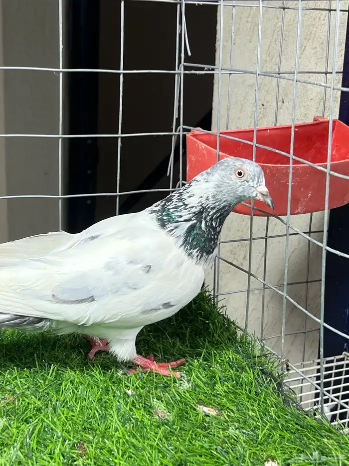 حمام باكستاني بتيرا وكمنقر 6