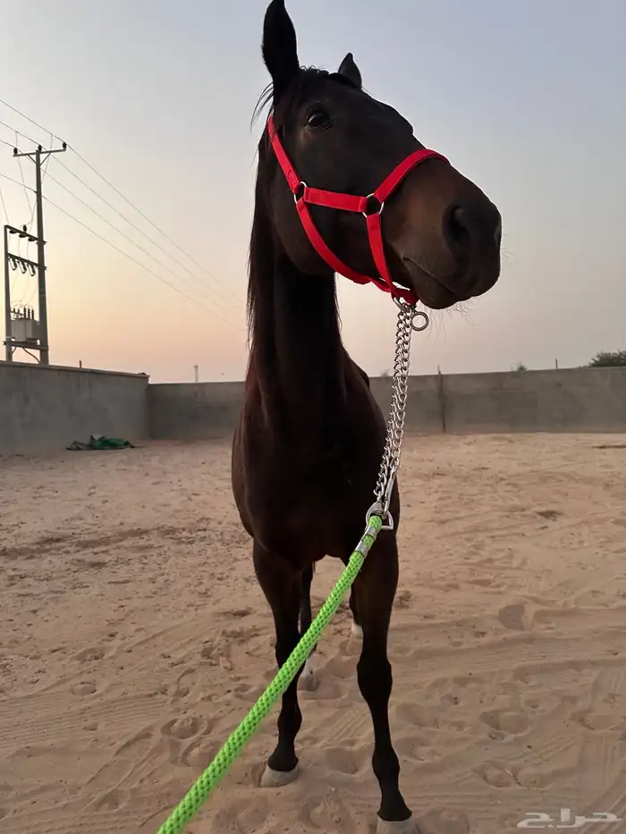 حصان ركوب وطرب 0