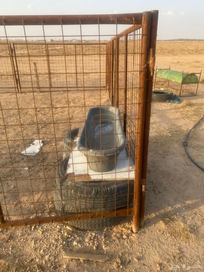 درف الإبل للبيع 3