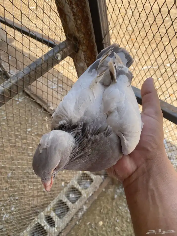 فراخة حمام سلفر 3