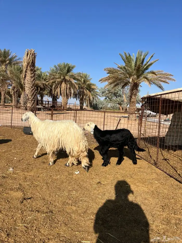 نجد مواليد 1