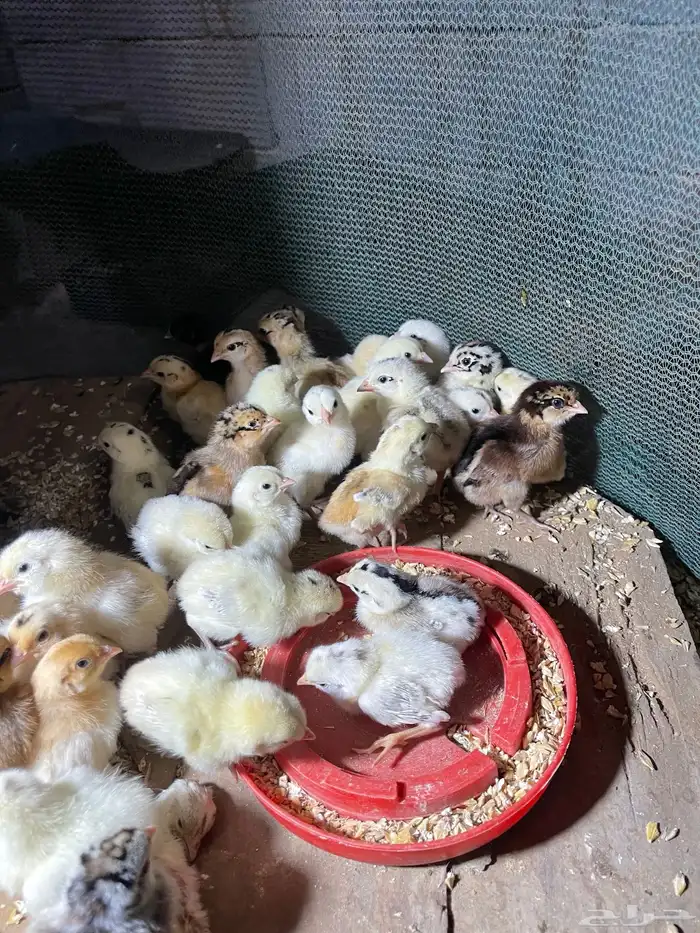 صيصان دجاج بلدي تم البيع 0