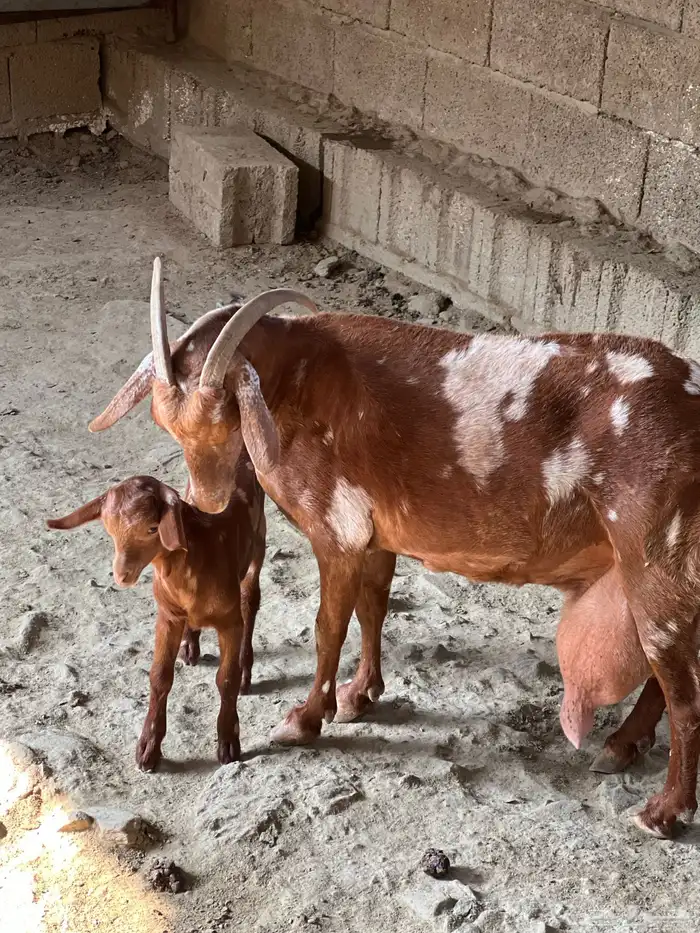 عنز تحت انثى 1