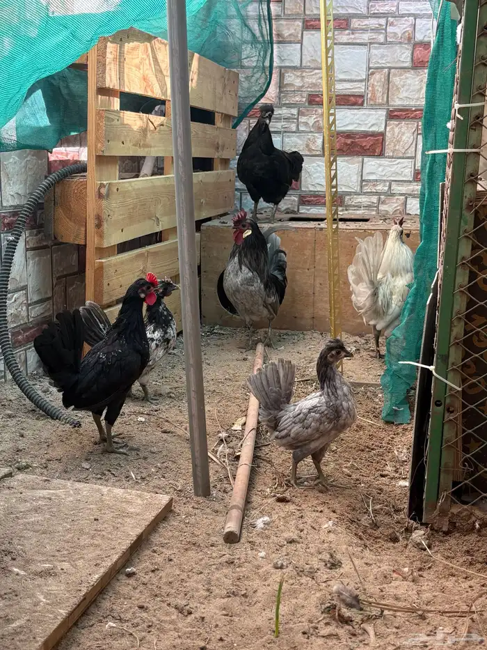 دجاج حباحب 0