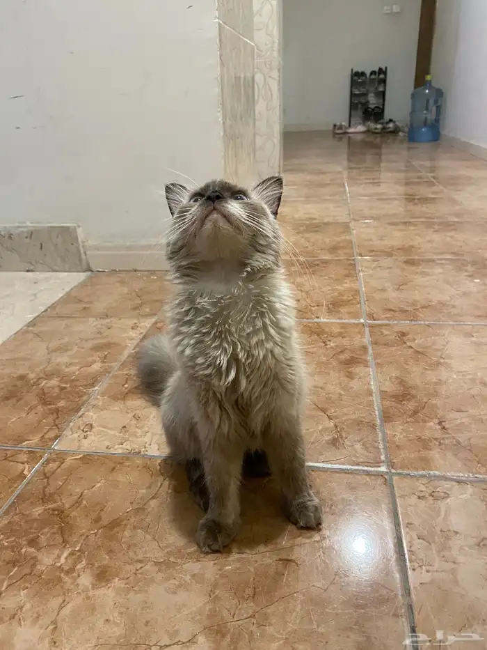 بسه همالايا 0