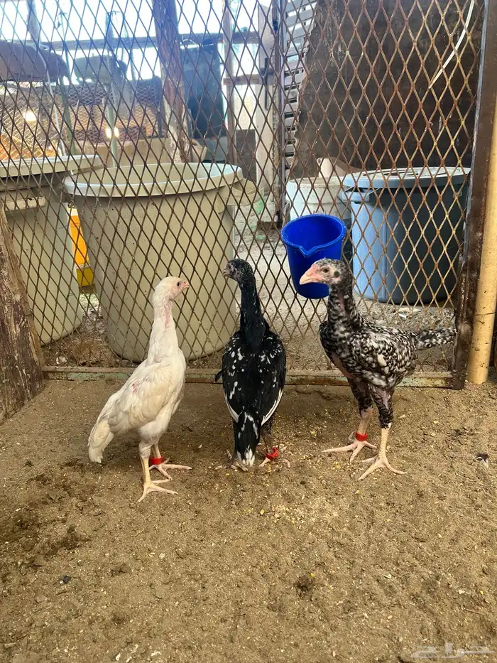 فروخ شامو الماني دم هزاز 2