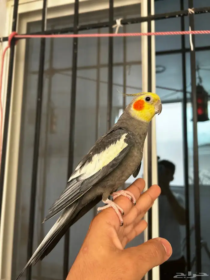 ذكر كروان نورمل اليف و متكلم 1